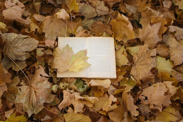 quadro de folhas de outono com livro aberto