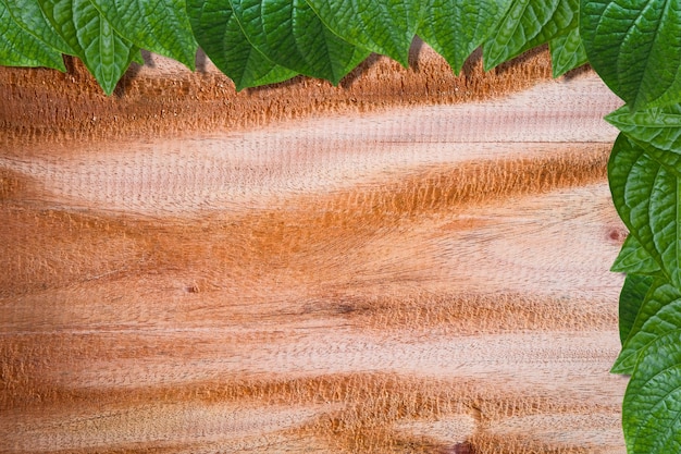 Foto quadro de folhas verdes frescas no fundo vazio da prancha de madeira