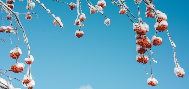 Quadro de fundo de inverno de ramos de sorveira no céu azul de neve