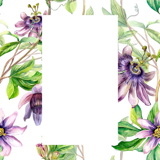 Quadro de padrão perfeito de aquarela de planta de flor de paixão isolado em branco