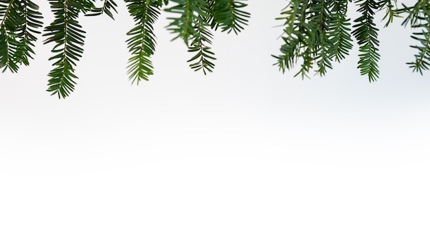 Quadro de ramo de pinheiro verde isolado no fundo branco e espaço para texto. Vista superior de galhos de árvores de abeto de Natal e cones para banner de decoração e o conceito de ano novo.