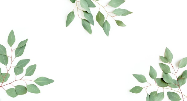 Foto quadro feito de folhas verdes eucalipto populus isolado no fundo branco com espaço vazio para texto