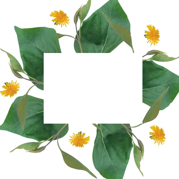 Quadro para texto feito de folhas verdes frescas e flores amarelas Composição isolada em fundo branco