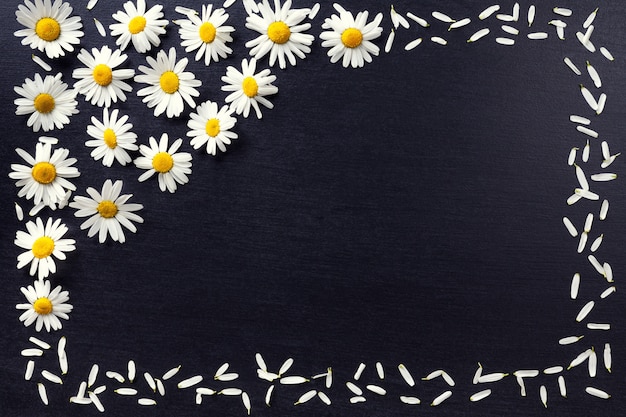 Foto quadro retangular das margaridas brancas em um fundo preto. o teste padrão floral com espaço da cópia coloca horizontalmente. flores vista superior.