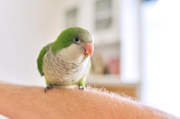 Quaker jovem papagaio verde na mão de um homem em casa.