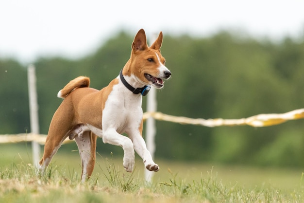 Qualificação de corrida basenji para corrida de isca