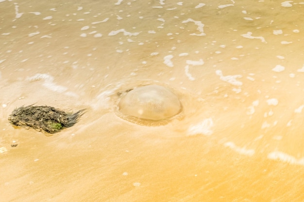 Qualle am Sandstrand Regenzeit Tier- und Pflanzenwelt im Meer und Ozean