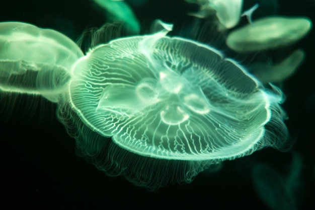 Qualle, die in den Ozean schwimmt Makroansicht