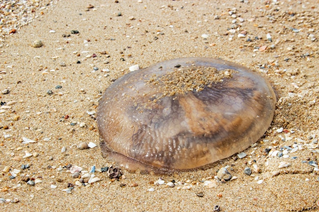 Quallen auf Sand