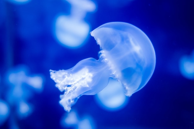 Quallen, die im Ozean schwimmen. Makroansicht