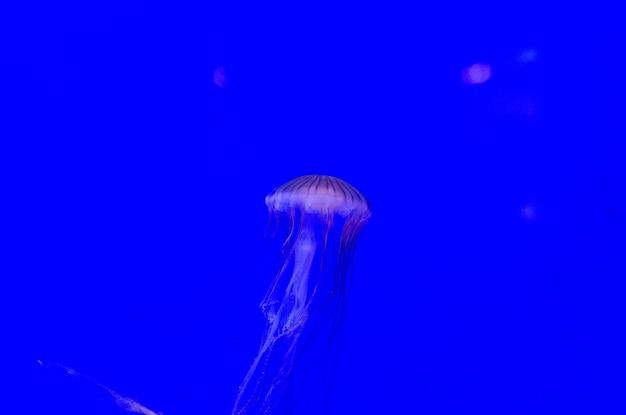 Foto quallen, die unter wasser schwimmen