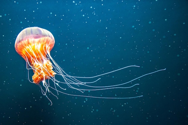Quallen im Meer