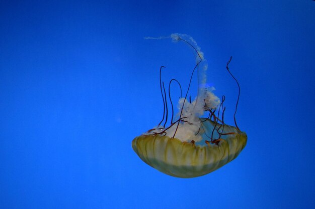 Foto quallen im meer