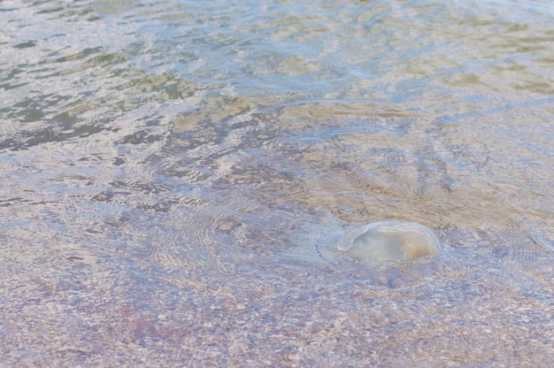 Quallen im Wasser am Strand