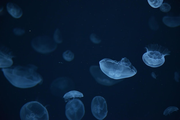 Foto quallen schwimmen im meer