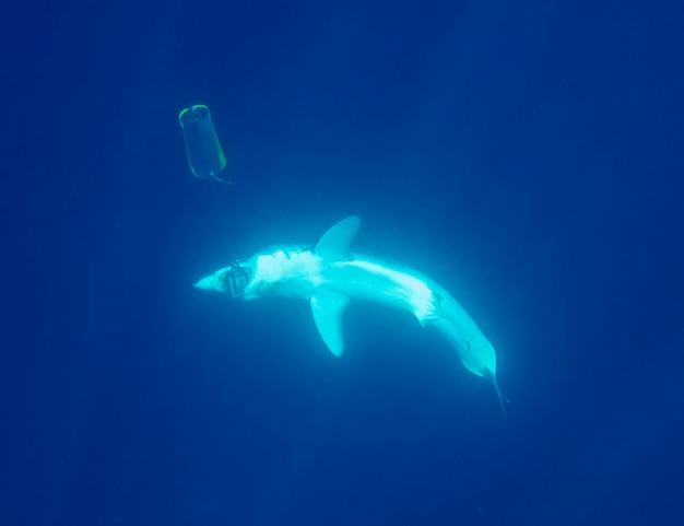 Foto quallen schwimmen im meer