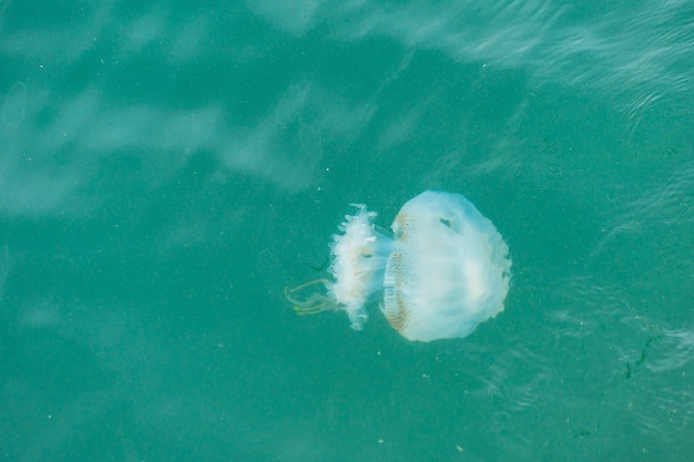 Quallen schwimmen im Meer