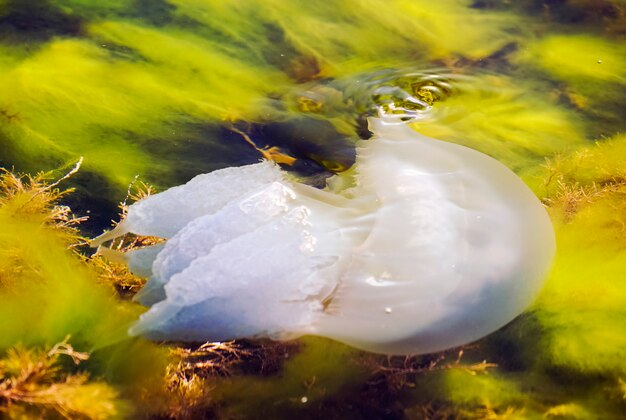 Quallen schwimmen im Schwarzen Meer. Tarhankut Krim, Russland.