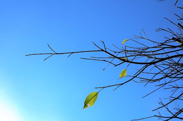 Foto quando na primavera