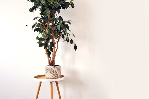 Quarto vazio branco com planta verde interna em uma cesta de tecido perto de uma parede em branco