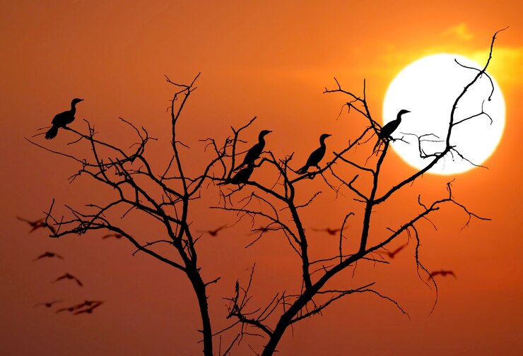 Quase uma foto abstrata das silhuetas de pássaros no pôr do sol