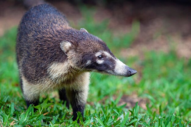 Quati-de-nariz-branco - Nasua narica, conhecido como coatimundi, família Procyonidae..