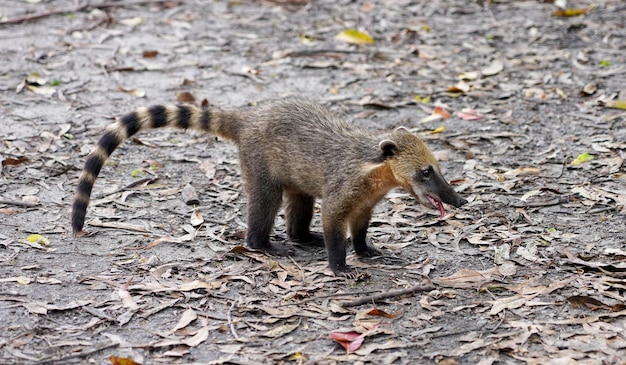 Quati também conhecido como quati sul-americano no parque ecológico brasileiro