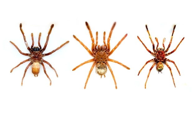 Quatro aranhas, uma das quais com fundo branco.