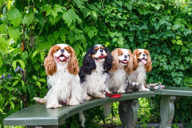 Quatro cachorrinhos sentados em um banco de madeira no parque