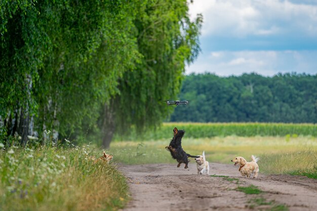 Quatro cachorros brincando do lado de fora com o dron. Animais de estimação felizes no fundo da natureza. Raças pequenas.