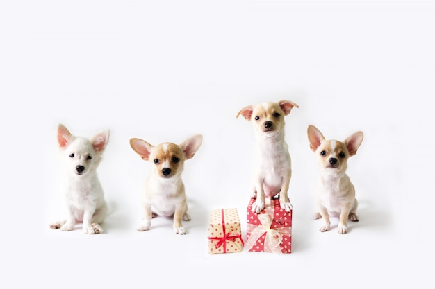 Quatro cães com uma caixa de presente que está em um fundo branco.