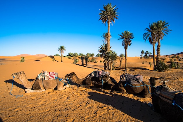Quatro camelos deitados na areia ao lado de palmeiras no deserto do Saara
