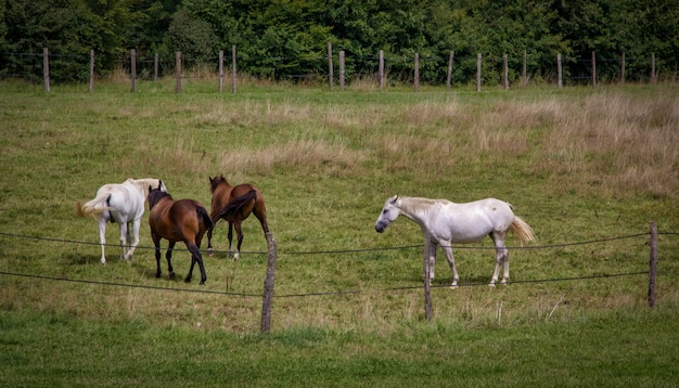 Quatro cavalos em um campo