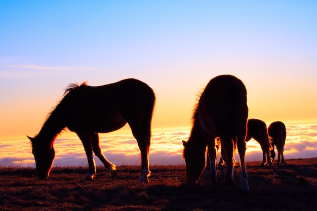 Quatro cavalos em uma pastagem em um fundo de montanhas nubladas