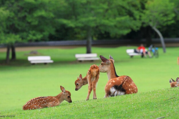 Foto quatro cervos em um campo de grama no parque