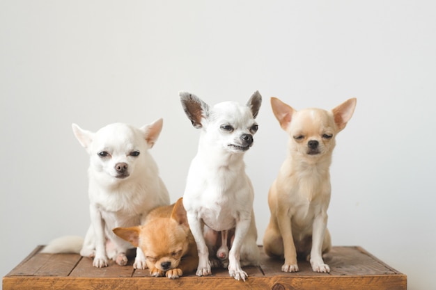 Quatro chihuahas em uma caixa de madeira