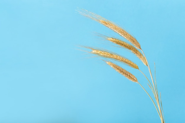 Foto quatro espigas de trigo em um fundo azul