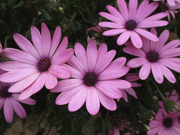 Quatro, florescer, roxo, cor-de-rosa, flores, em, ilha grega