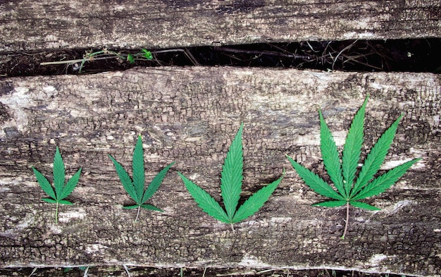 Quatro folhas de maconha apresentam formas diferentes em um antigo fundo de madeira naturalmente envelhecido