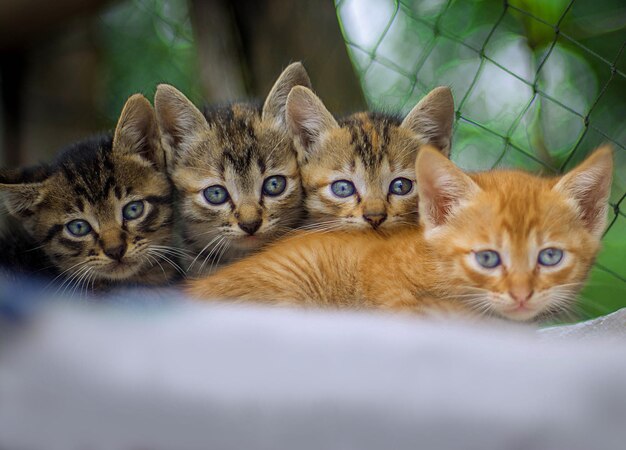 Foto quatro gatinhos na cama deles.