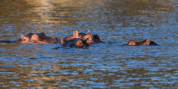 Quatro hipopótamos deitados na água. Lago Naivasha. Quênia