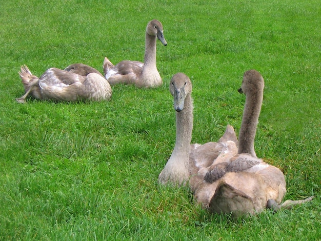 Quatro jovens cisnes cygnets deitam-se na grama