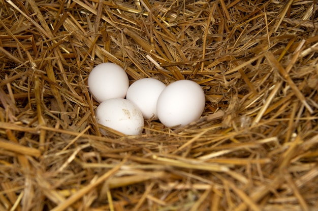 Quatro ovos de galinha branca encontram-se na palha no ninho. Eles foram recentemente derrubados por galinhas.