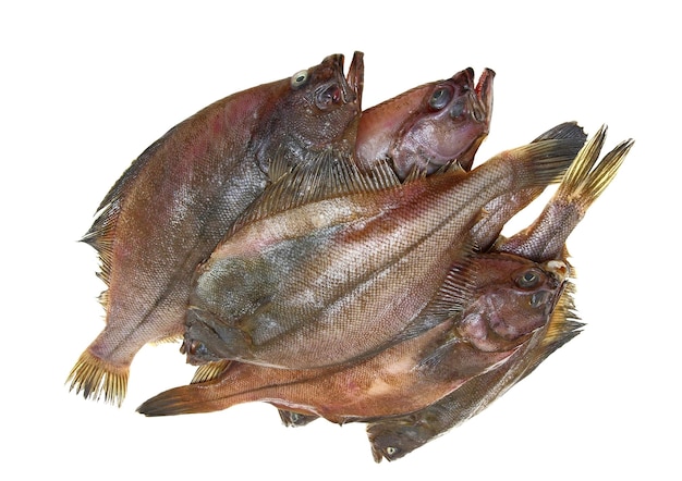 Foto quatro peixes linguados frescos