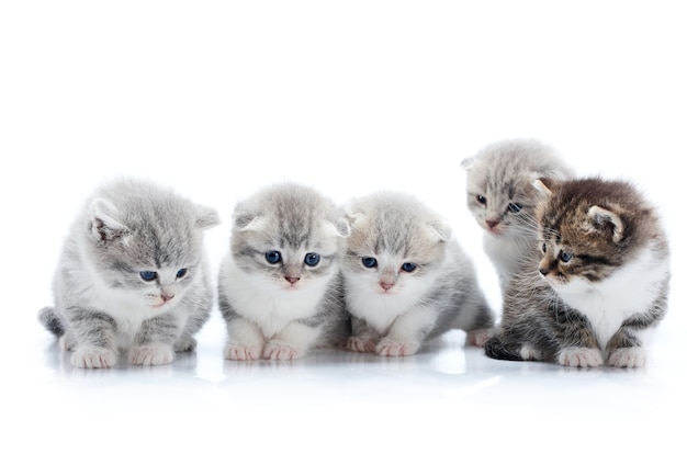 Quatro pequenos gatinhos cinzentos adoráveis ​​e um gatinho curioso marrom escuro