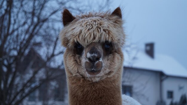 Foto qué cara de alpaca.