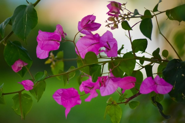 ¿Qué flores crecen en las playas de Egipto?