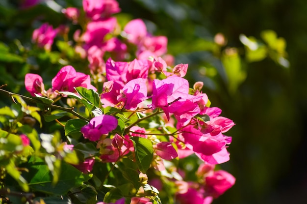 Que flores crescem nas praias do Egito