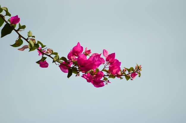 Que flores crescem nas praias do Egito