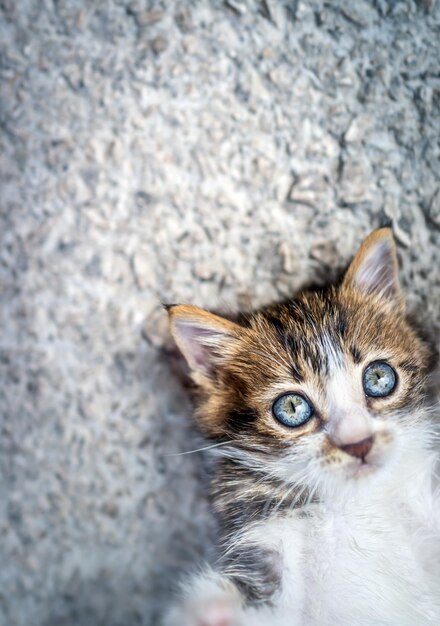 Foto qué gatito tan adorable.